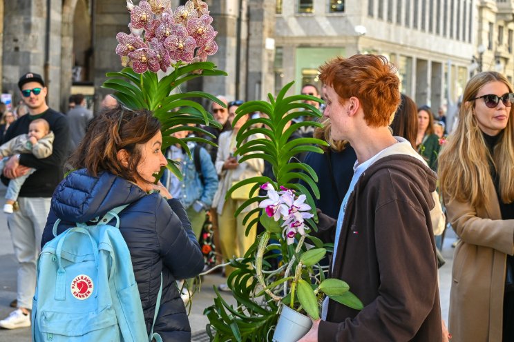 Honderden langbloeiende orchideen voor Milaan