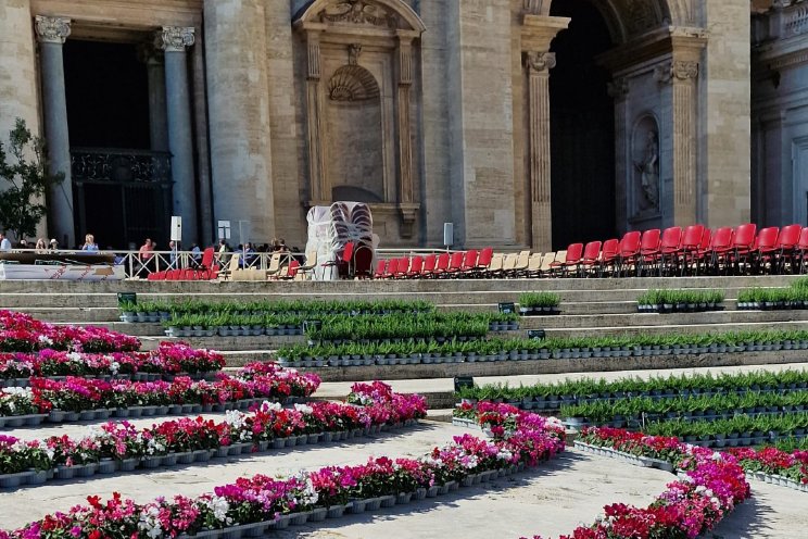 Cyclamen Schoneveld schitteren op Vaticaan Cyclamen Schoneveld schitteren op Vaticaan