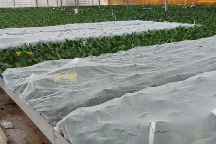 Eindrapport Insectengaas in potplanten Eindrapport Insectengaas in potplanten