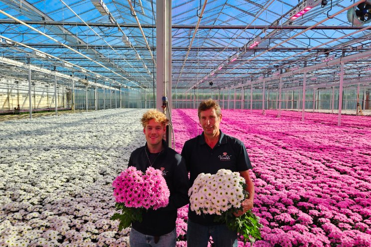 Kwekerij van Wijk breidt chrysantenareaal uit Kwekerij van Wijk breidt chrysantenareaal uit