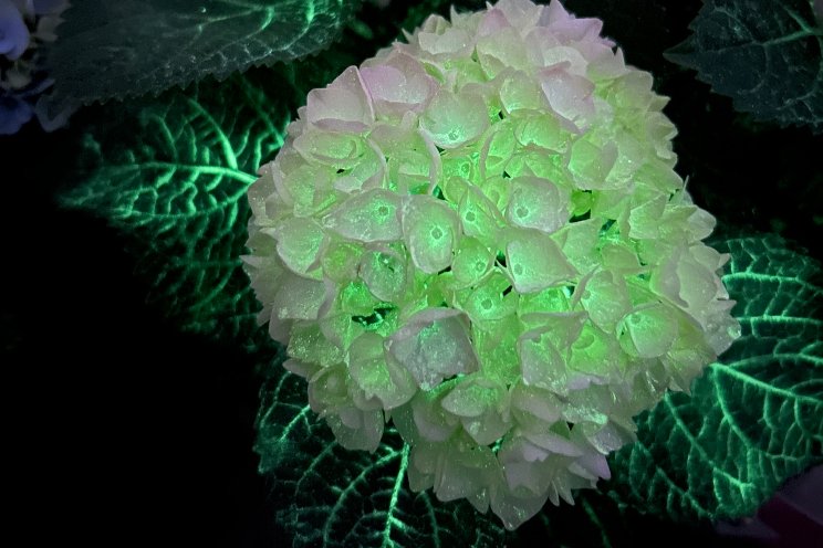 Hortensia met natuurlijk glow-in-the-dark effect