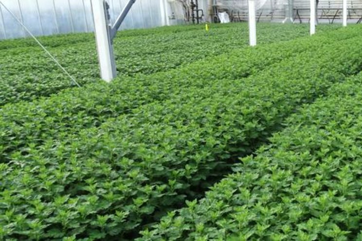 De Perfecte Chrysant: elk seizoen is weer anders De Perfecte Chrysant: elk seizoen is weer anders