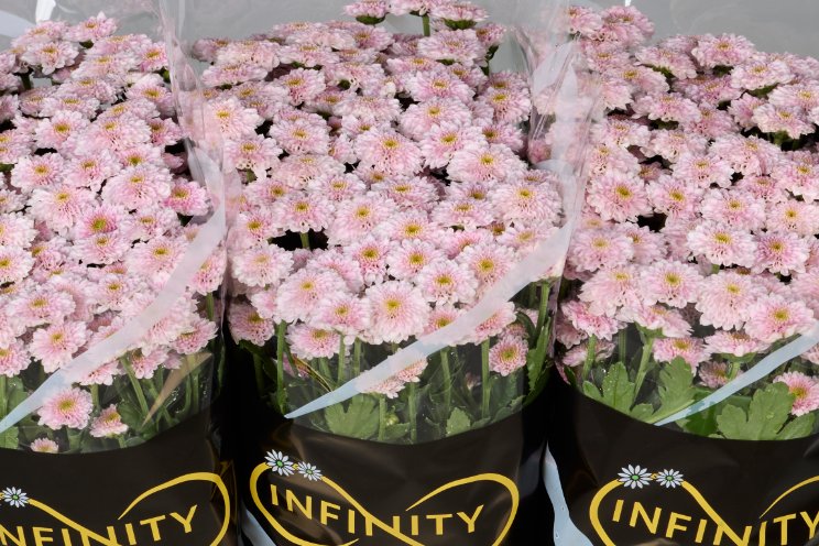Introductie Santini Serie Miller Infinity Chrysanten Introductie Santini Serie Miller Infinity Chrysanten