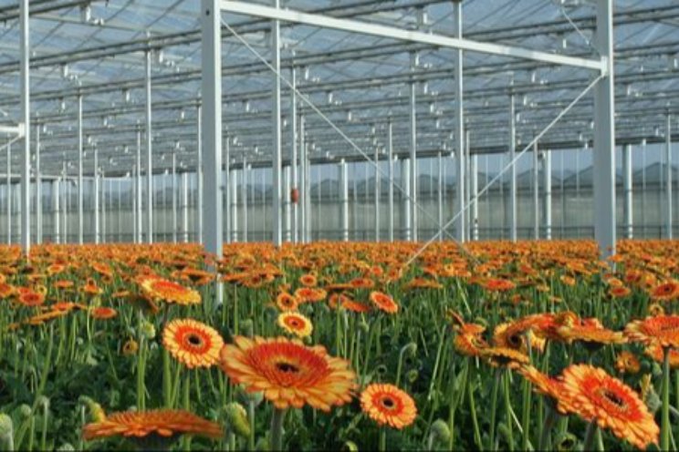 Start gerberaproef om fusarium te beperken Start gerberaproef om fusarium te beperken
