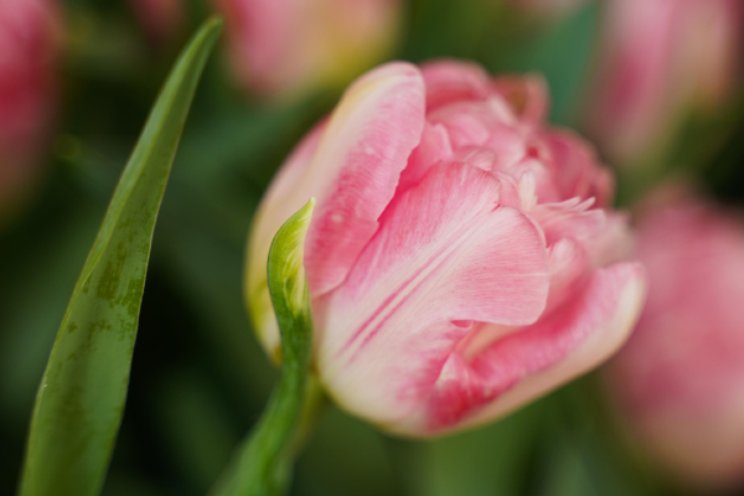 Open Dag Tulp Open Dag Tulp