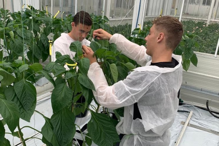 Green Juniors maken impact in de tuinbouw Green Juniors maken impact in de tuinbouw