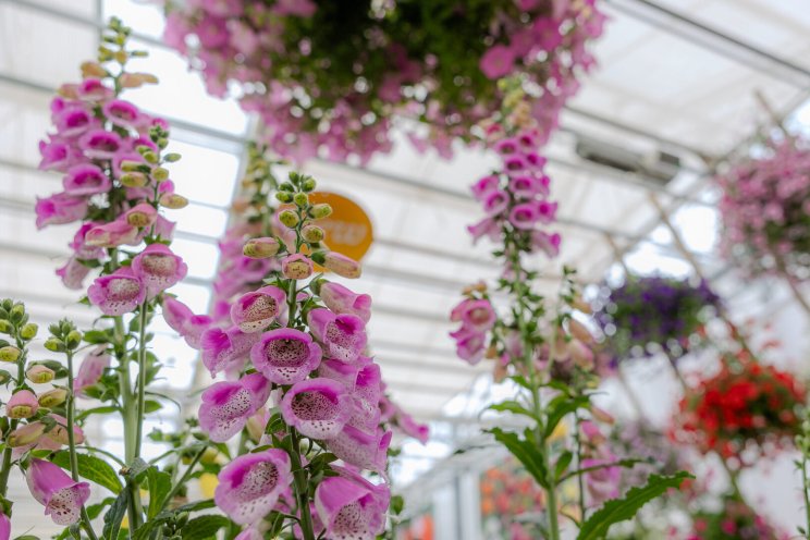 Veredelaars met noviteiten op Dutch Spring Trials Veredelaars met noviteiten op Dutch Spring Trials
