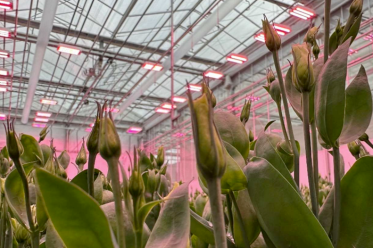 Sturen met LED: ervaringen en achtergronden sierteelt Sturen met LED: ervaringen en achtergronden sierteelt