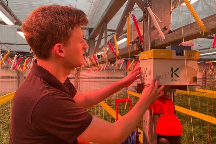 Gedrag hommels bij 5G getest bij Tomatoworld Gedrag hommels bij 5G getest bij Tomatoworld
