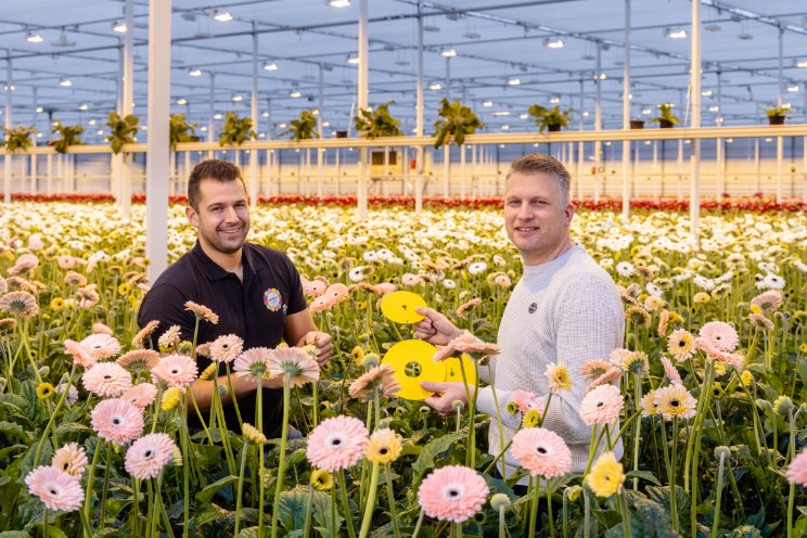 Sticky disc voorkomt schade ringpootoorworm Sticky disc voorkomt schade ringpootoorworm