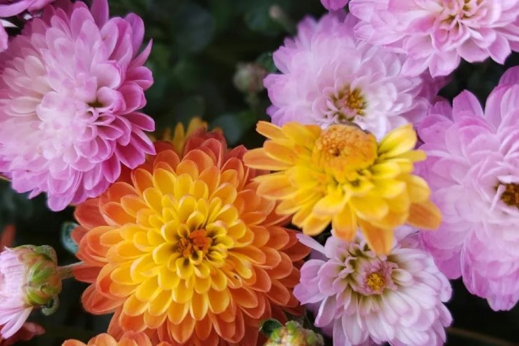 Eerste bloemen Aalsmeer gaan over op orderpicken Eerste bloemen Aalsmeer gaan over op orderpicken