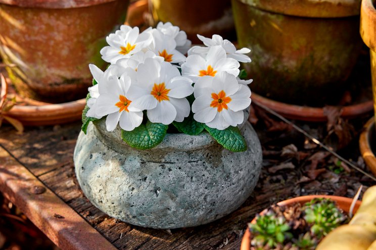 Nieuwe generatie Primula’s bij Sakata Nieuwe generatie Primula’s bij Sakata