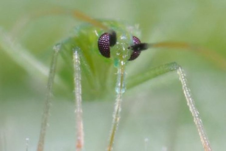 Macrolophus onderdrukt zowel spint als bladluis Macrolophus onderdrukt zowel spint als bladluis
