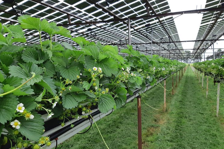 Voedsel en stroom produceren op zelfde vierkante meter