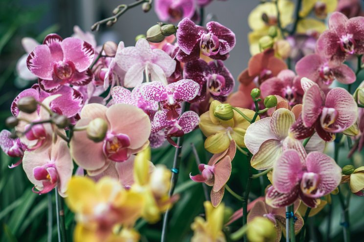 Orchidee NL blij met Energie Monitoring Tool Orchidee NL blij met Energie Monitoring Tool