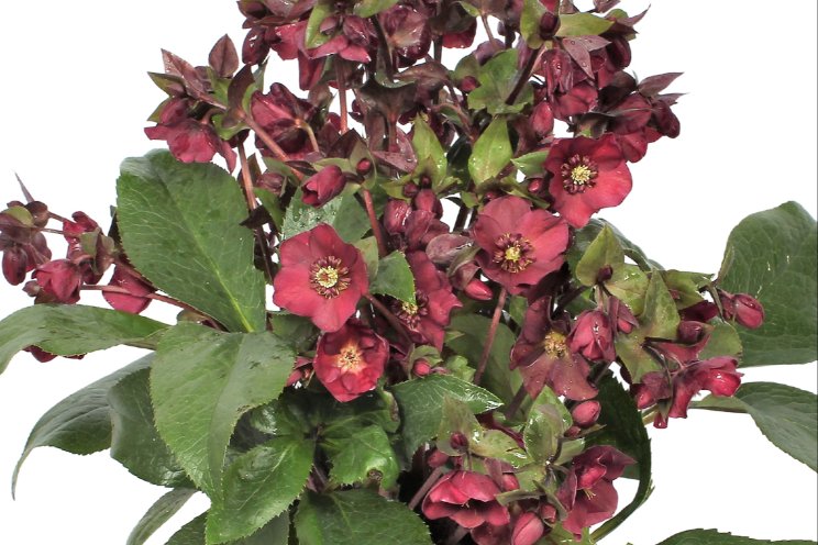 Helleborus Star of Love in finaleronde Glazen Tulp Helleborus Star of Love in finaleronde Glazen Tulp