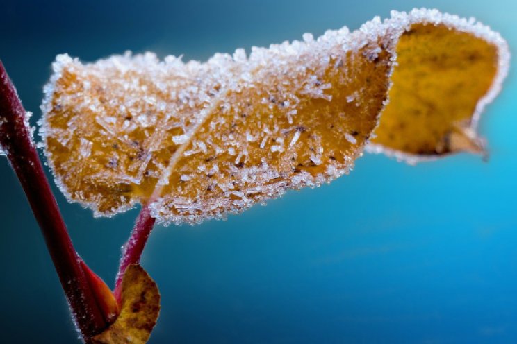 Vorst in aantocht