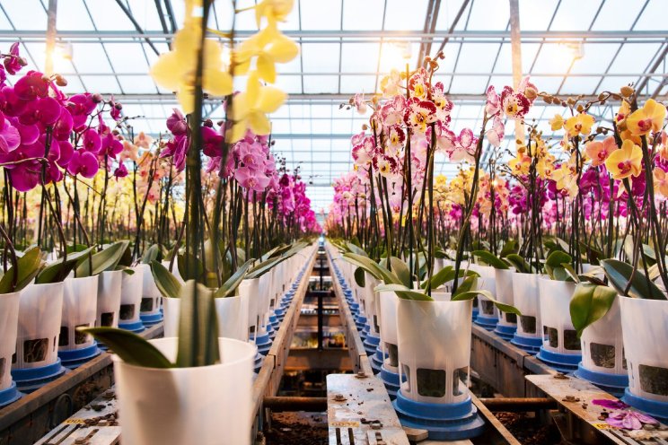Maarel Orchids meet geluksgevoel planten Maarel Orchids meet geluksgevoel planten