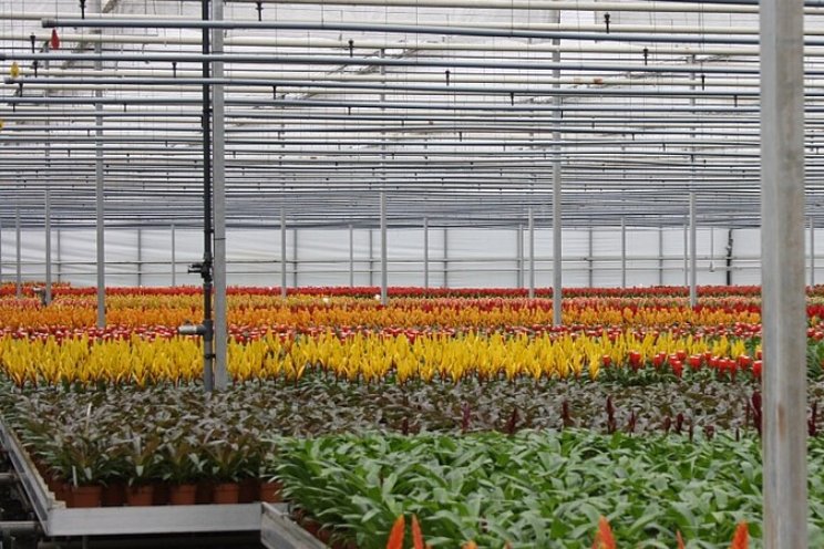 Tropische planten koeler winter door onder LED? Tropische planten koeler winter door onder LED?