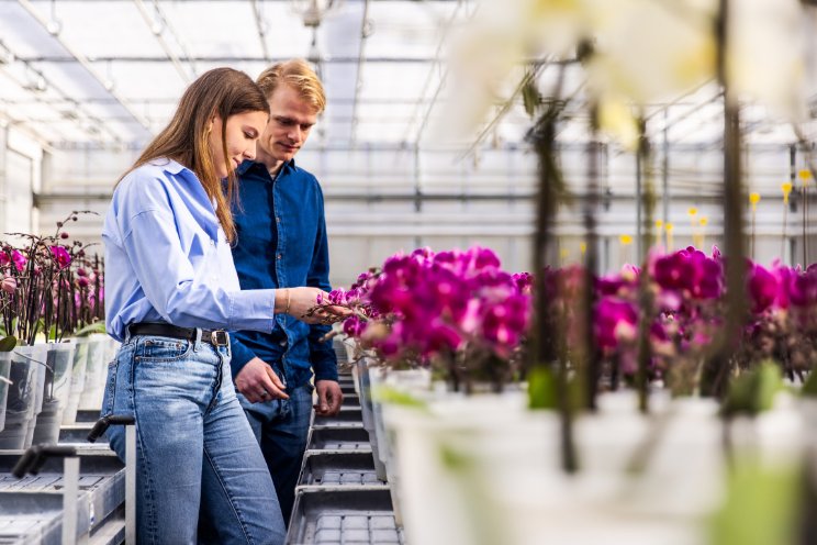 SDF-software op nieuwe teeltlocatie Opti-flor SDF-software op nieuwe teeltlocatie Opti-flor