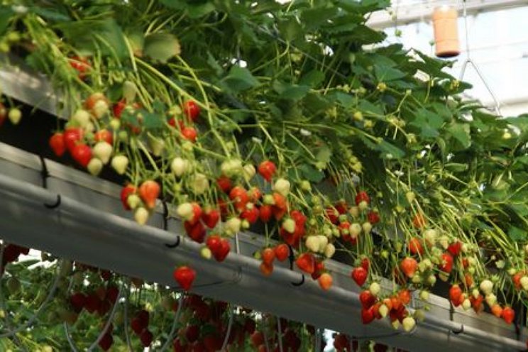 Aardbei fossielvrij en emissieloos telen Aardbei fossielvrij en emissieloos telen