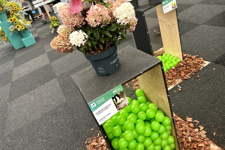 Living Little Rosy ligt 'op pole' bij beursbezoekers