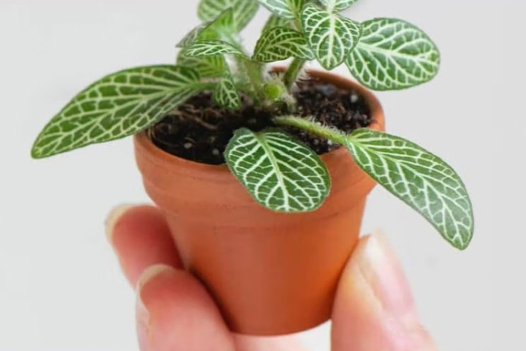 PLNTS neemt ook Herbie en Bloomique over PLNTS neemt ook Herbie en Bloomique over