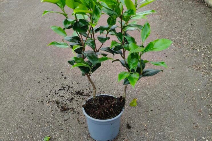 Gespot: Plantgoed
