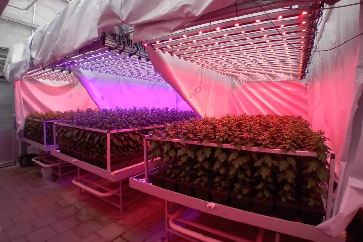 Snijchrysanten telen met alleen rood licht? Snijchrysanten telen met alleen rood licht?
