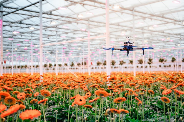 Autonome drone voor precisieteelt gerbera