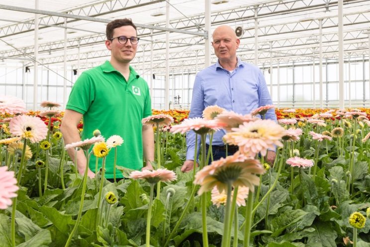 Natuurlijke vijanden bij Gerbera van Megen Natuurlijke vijanden bij Gerbera van Megen
