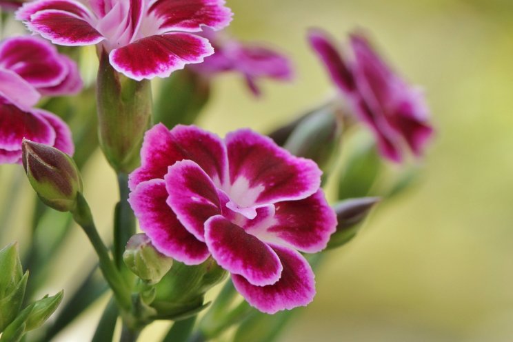 VK stelt invoereisen voor vijftal snijbloemen uit
VK stelt invoereisen voor vijftal snijbloemen uit