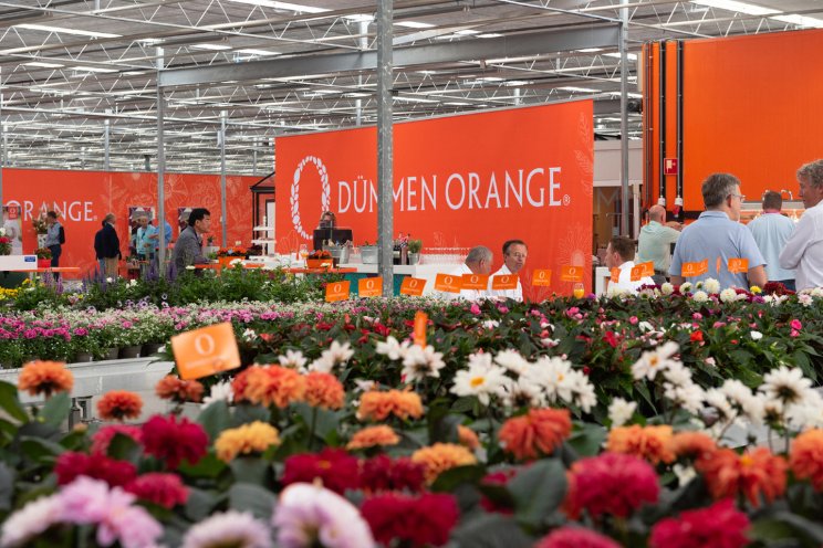 Dmmen Orange op n plek tijdens Flower Trials
