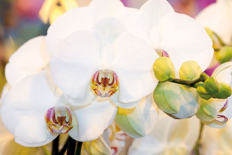 Orchid Inspiration Days Orchid Inspiration Days