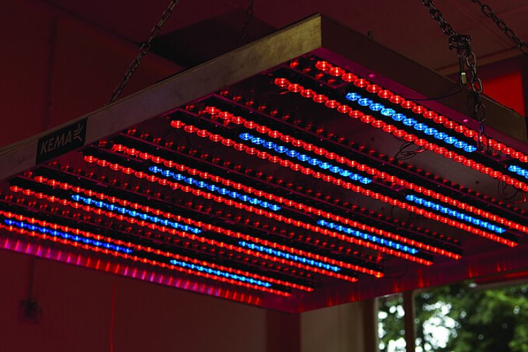 Ervaringen sturen met LED in de sierteelt Ervaringen sturen met LED in de sierteelt