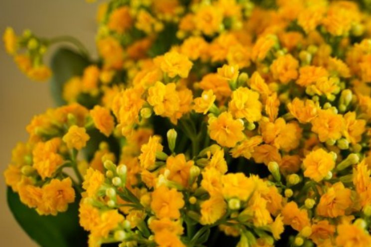Compost maakt Kalanchoë weerbaar tegen ziekten Compost maakt Kalanchoë weerbaar tegen ziekten