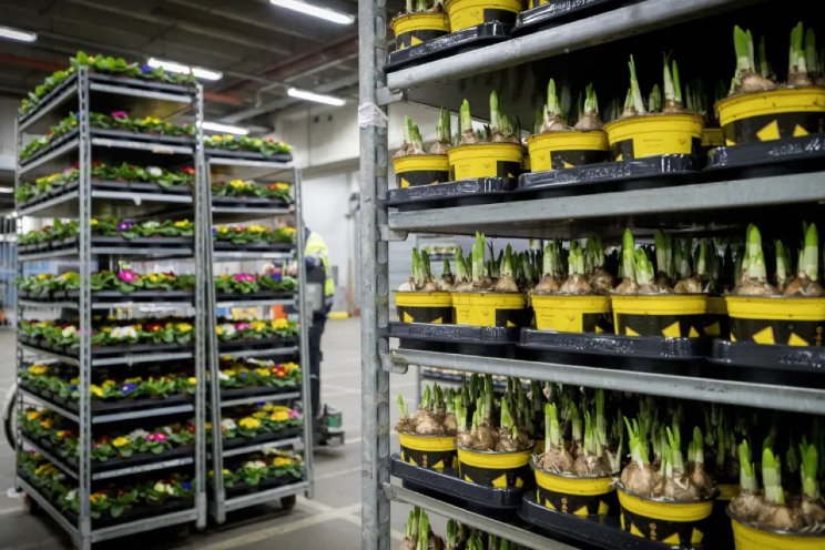 Depots Royal FloraHolland extra open tijdens piek Depots Royal FloraHolland extra open tijdens piek
