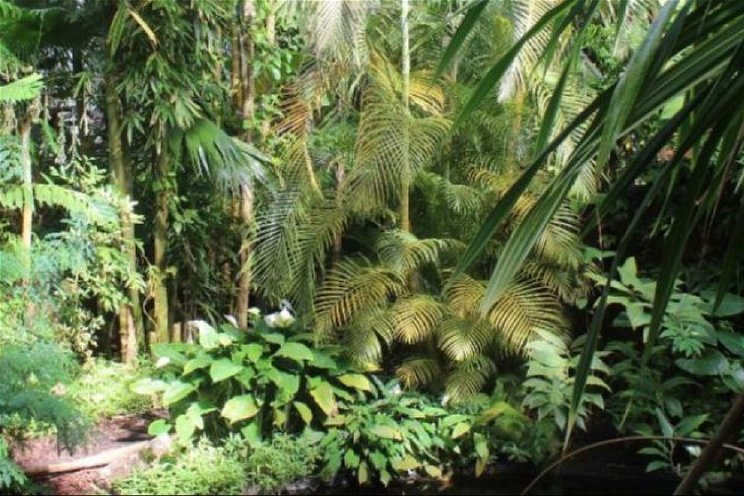 Hortus Amsterdam verhuist planten tijdelijk Hortus Amsterdam verhuist planten tijdelijk