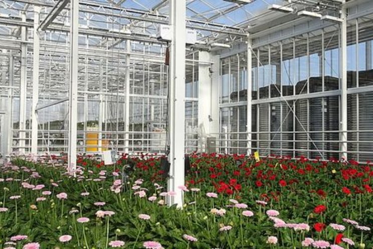 Eerste bevindingen gerbera in Demokas2030 Eerste bevindingen gerbera in Demokas2030