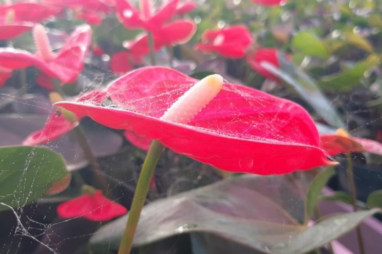 Pothanhurium jaar zonder gewasbescherming Pothanhurium jaar zonder gewasbescherming