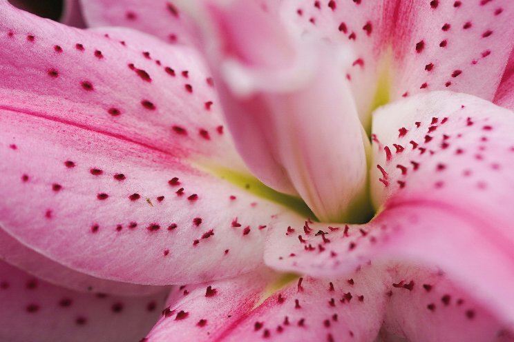 Nieuw: Roselily Azra Nieuw: Roselily Azra