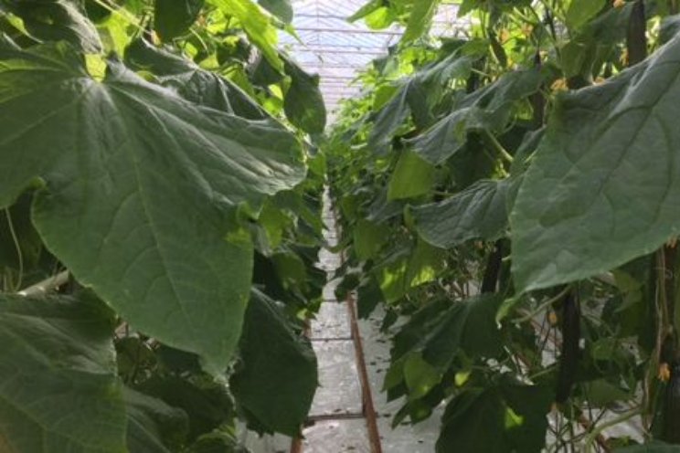 Onderzoek effecten van nutriënten gestart Onderzoek effecten van nutriënten gestart