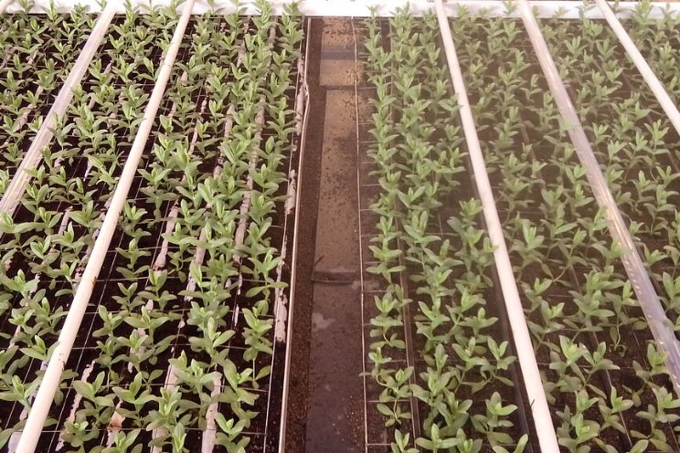 Effect verdamping op brandkoppen Lisianthus