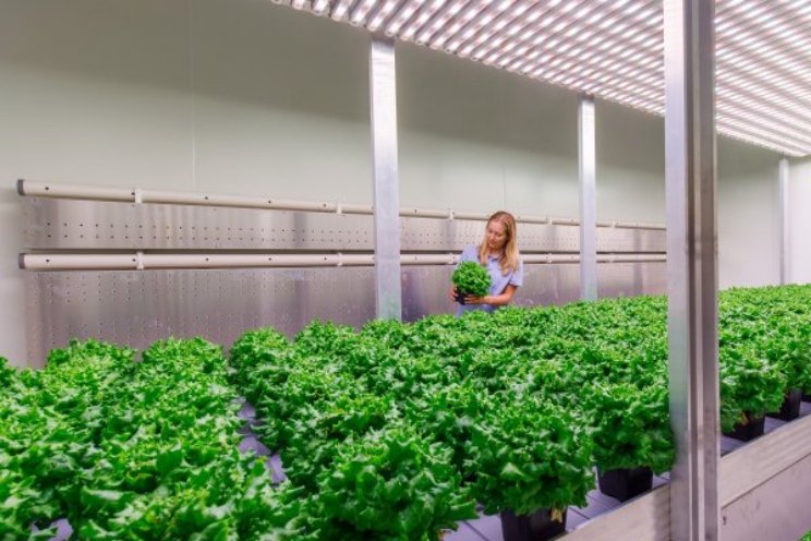 Eigen vertical farming-unit helpt bij teeltonderzoek