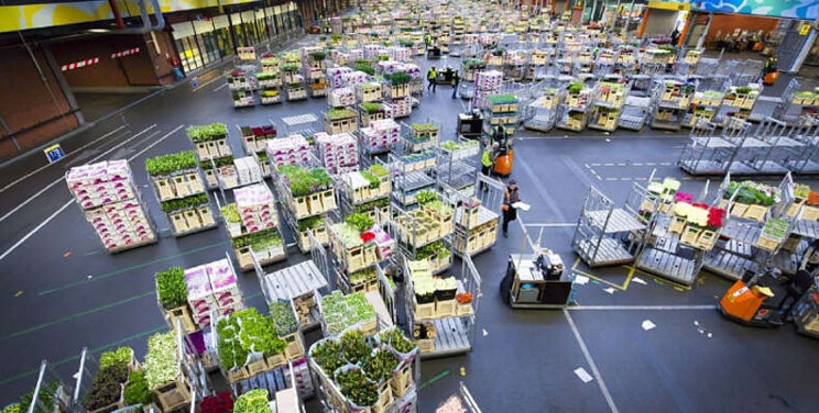 Veilen verlaat door storing FloraHolland Veilen verlaat door storing FloraHolland