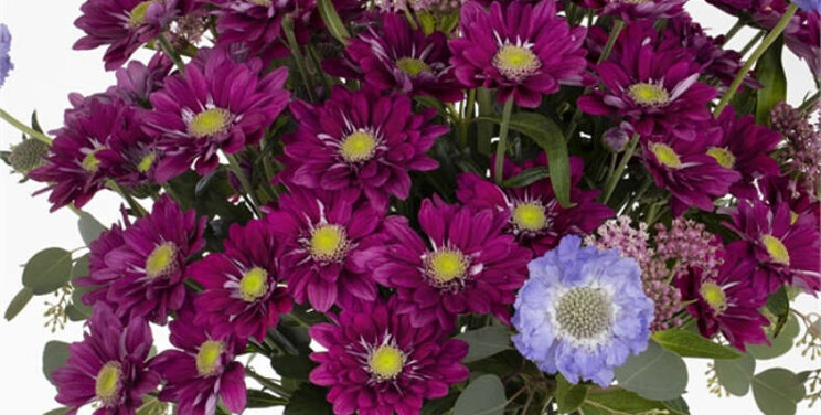 Nieuw: Serenity Purple Nieuw: Serenity Purple