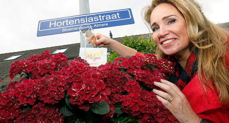 Weervrouw Helga van Leur verrast met eigen hortensia Weervrouw Helga van Leur verrast met eigen hortensia