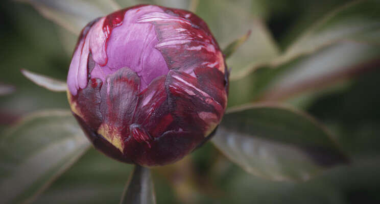 CNB Dutch Peony Days 2022 CNB Dutch Peony Days 2022