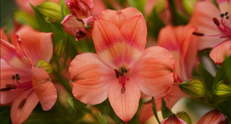 Decorum introduceert nieuwe Alstroemeria Decorum introduceert nieuwe Alstroemeria