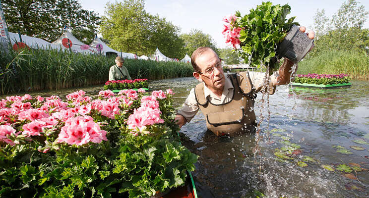 Drijvende geraniums stelen show op zomerevent Drijvende geraniums stelen show op zomerevent